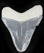Serrated  Bone Valley Megalodon Tooth #22898-1